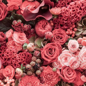 Meet your Posher, Daly